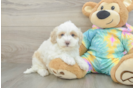 Best Maltipoo Baby