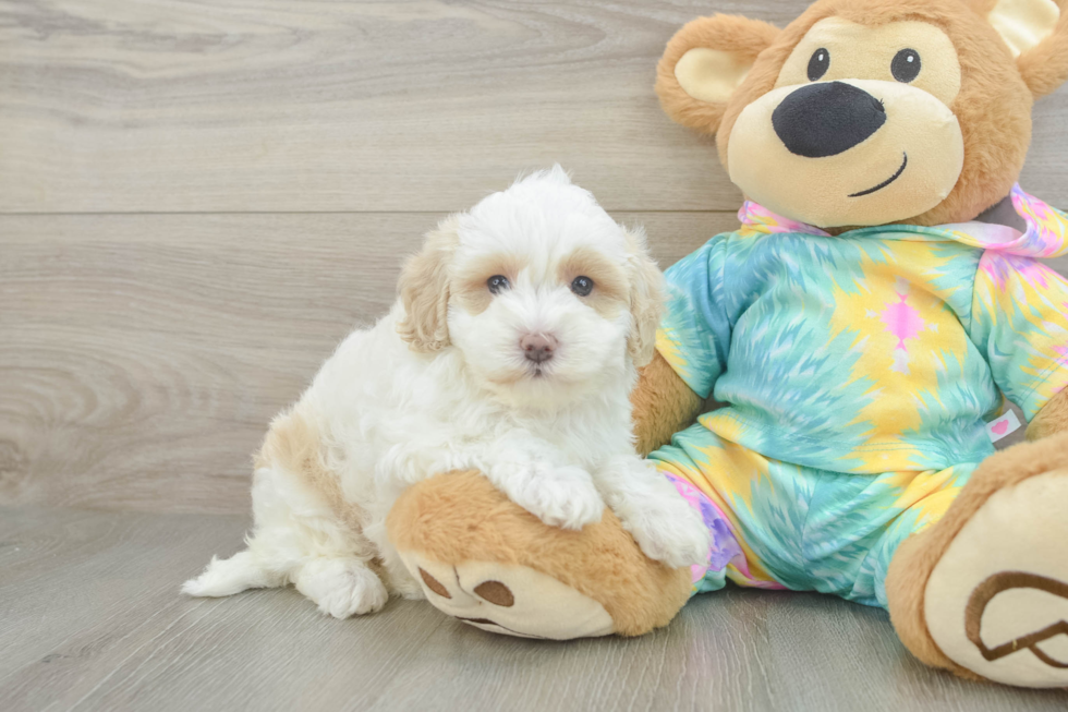 Best Maltipoo Baby