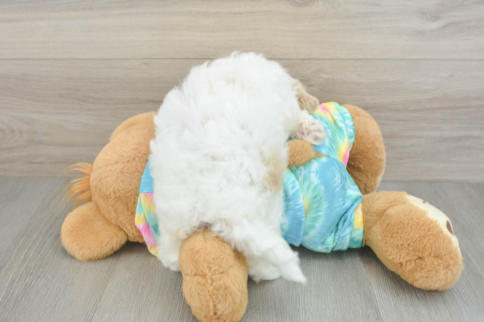 Maltipoo Pup Being Cute
