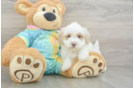 Best Maltipoo Baby