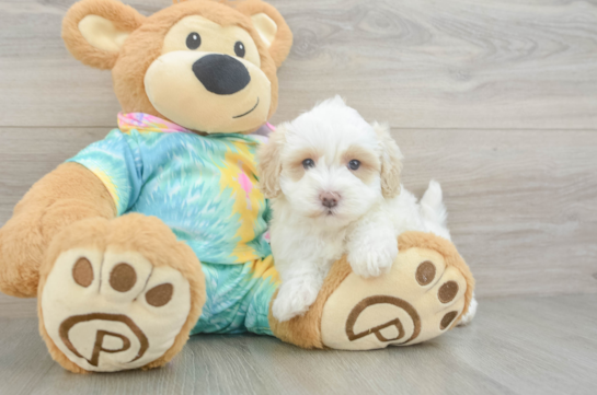 Best Maltipoo Baby