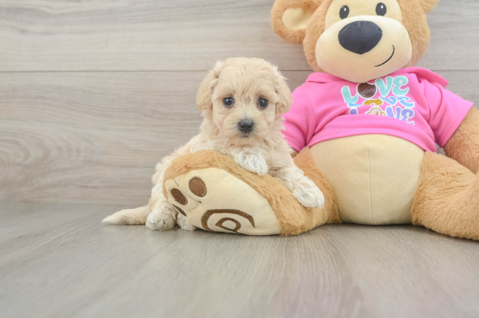8 week old Maltipoo Puppy For Sale - Windy City Pups