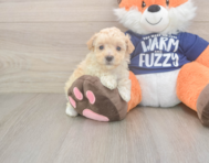 8 week old Maltipoo Puppy For Sale - Windy City Pups