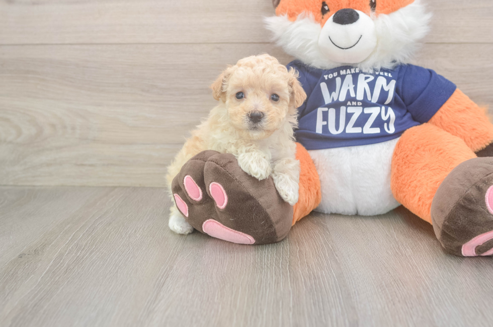 8 week old Maltipoo Puppy For Sale - Windy City Pups