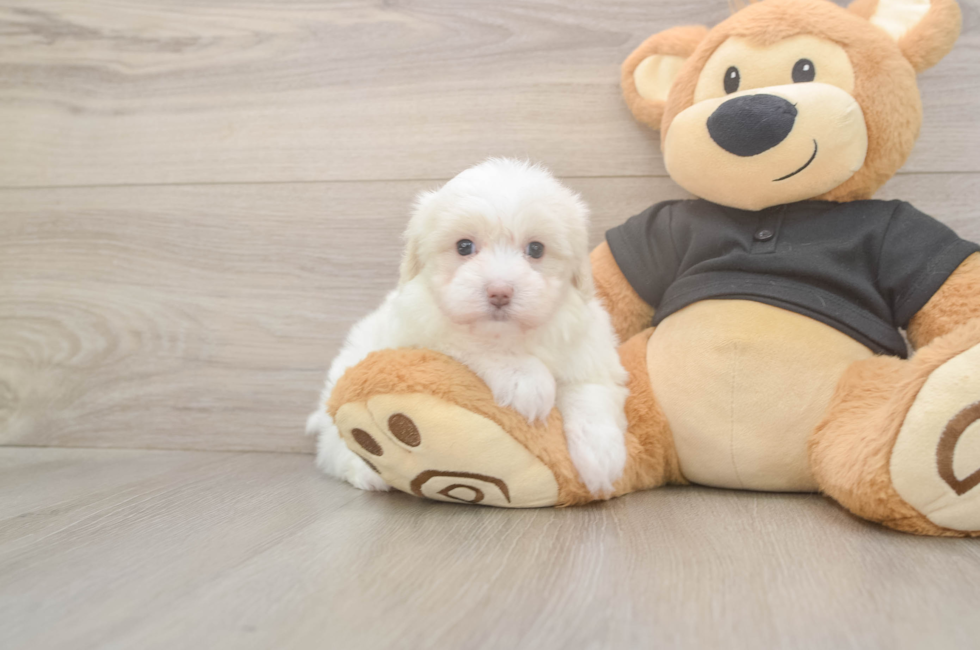 5 week old Maltipoo Puppy For Sale - Windy City Pups