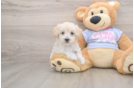 Maltipoo Puppy for Adoption