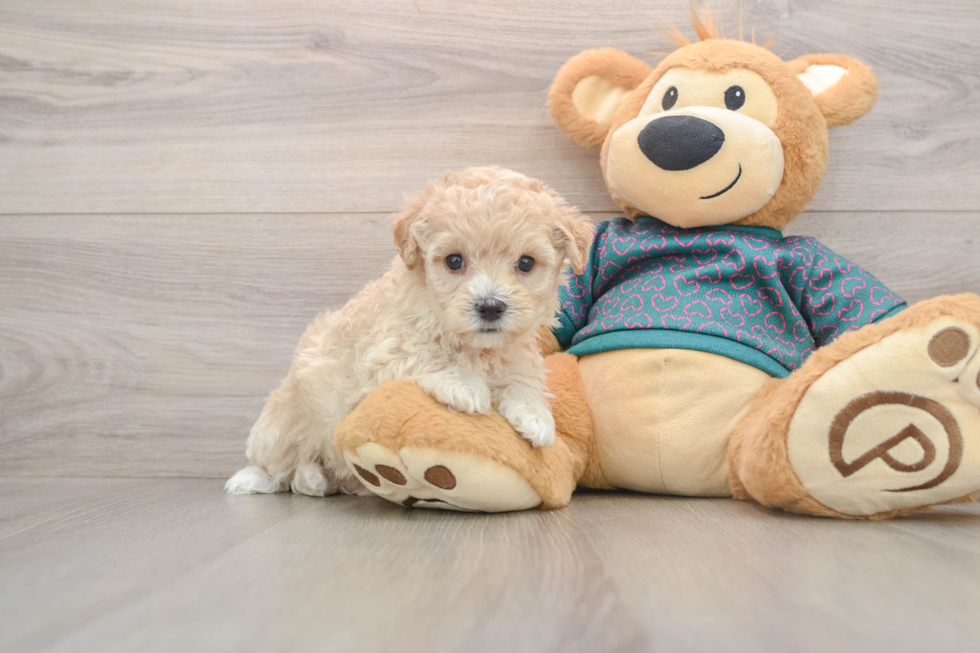 Little Malt a Poo Poodle Mix Puppy