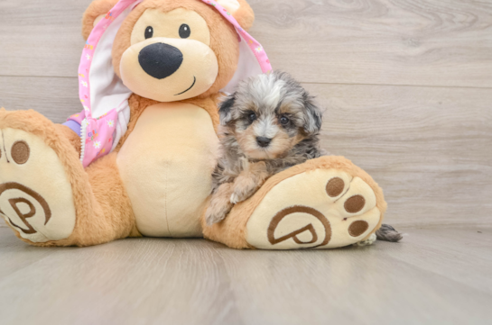 ANGELINA, a Maltipoo littermate