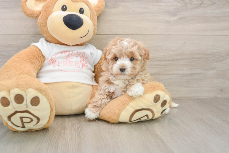 Maltipoo Puppy for Adoption