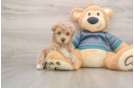Maltipoo Pup Being Cute