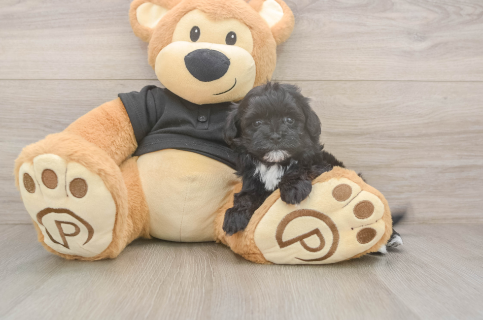 5 week old Maltipoo Puppy For Sale - Windy City Pups