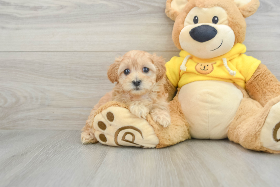 Maltipoo Pup Being Cute