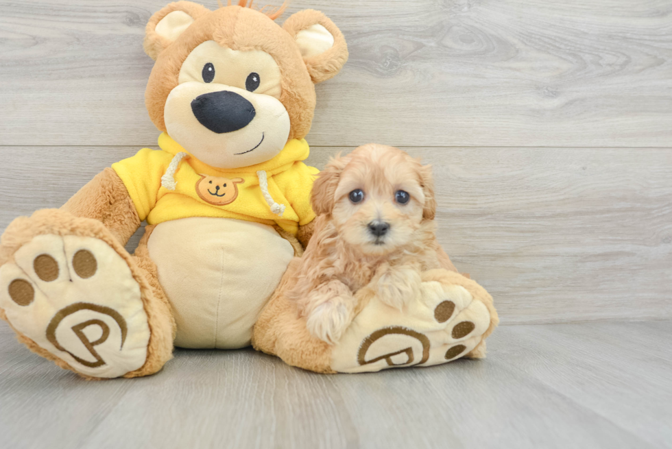 Happy Maltipoo Baby