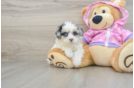 Maltipoo Puppy for Adoption