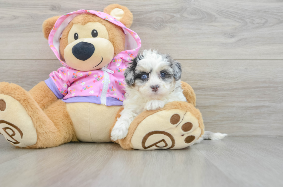 6 week old Maltipoo Puppy For Sale - Windy City Pups