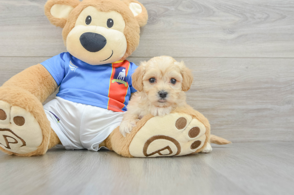 5 week old Maltipoo Puppy For Sale - Windy City Pups