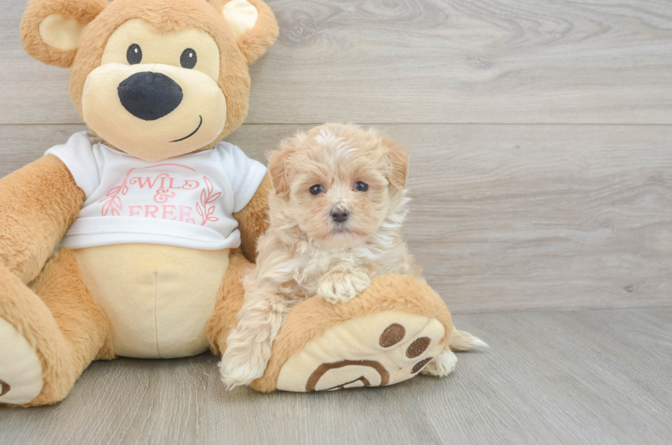 5 week old Maltipoo Puppy For Sale - Windy City Pups