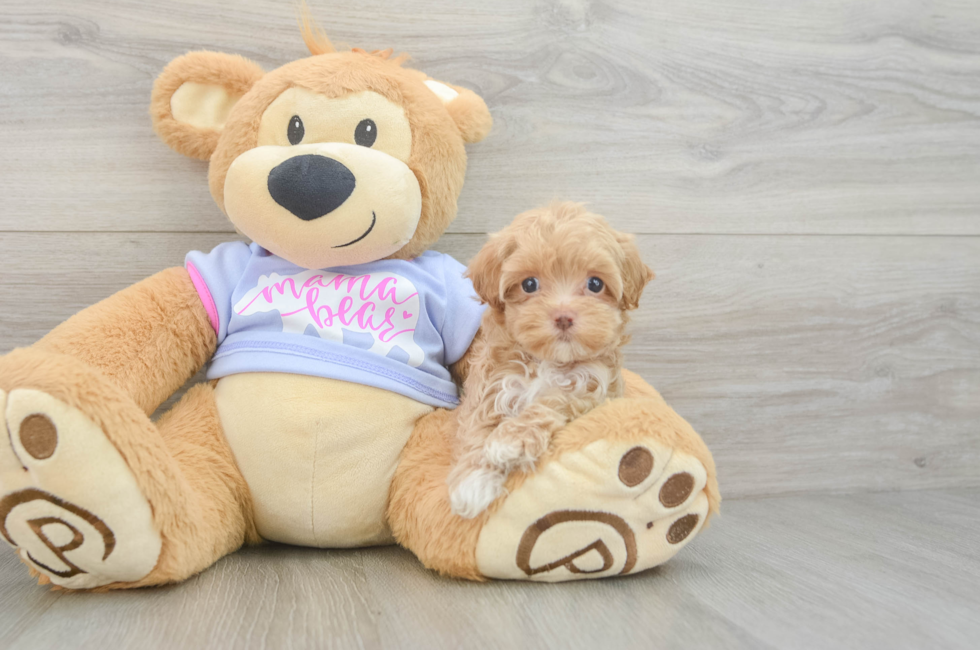 6 week old Maltipoo Puppy For Sale - Windy City Pups