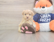 8 week old Maltipoo Puppy For Sale - Windy City Pups