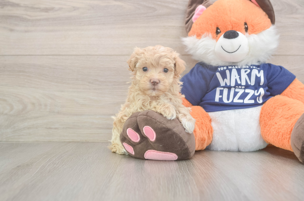 8 week old Maltipoo Puppy For Sale - Windy City Pups