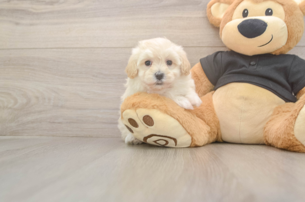 5 week old Maltipoo Puppy For Sale - Windy City Pups