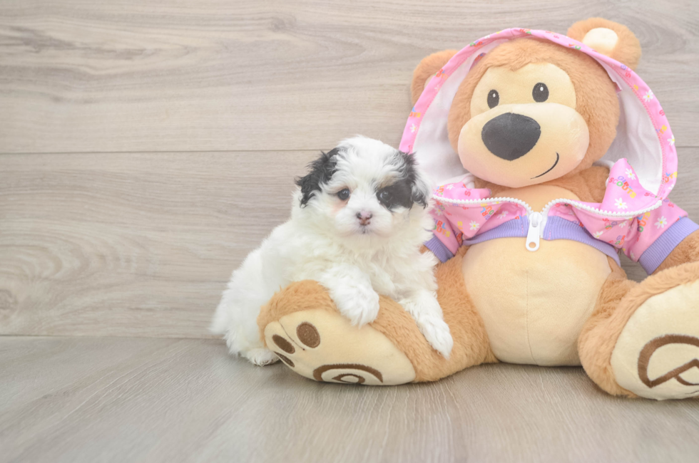 5 week old Maltipoo Puppy For Sale - Windy City Pups