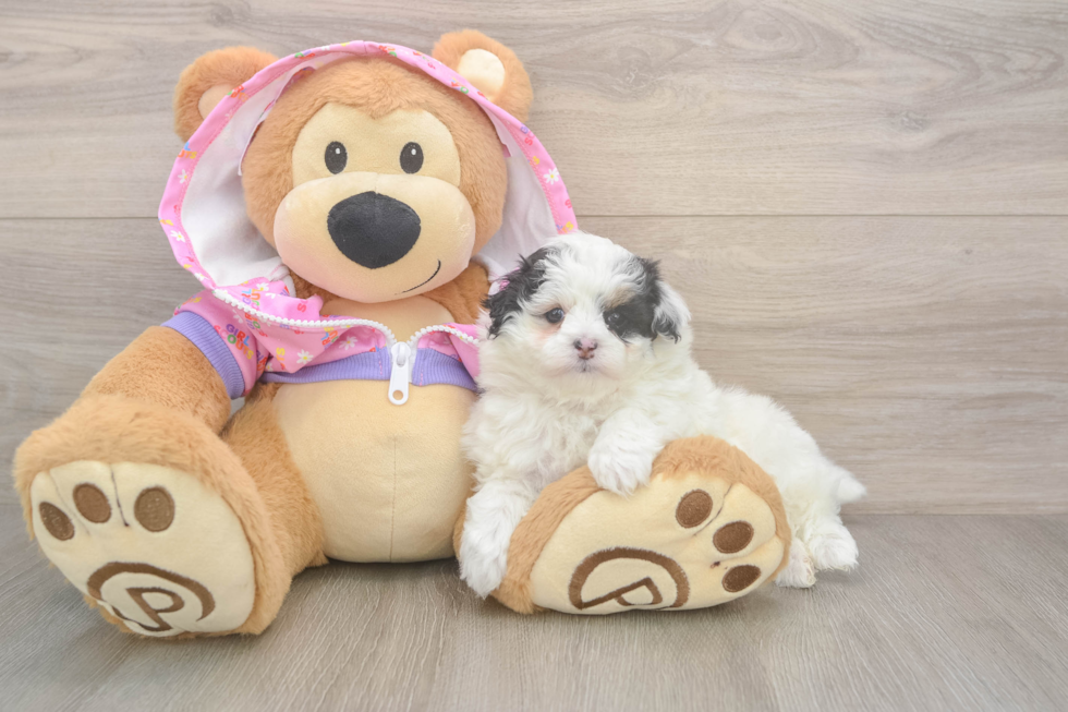 Friendly Maltipoo Baby