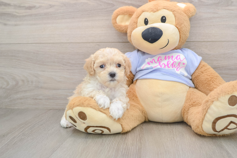 Petite Maltipoo Poodle Mix Pup