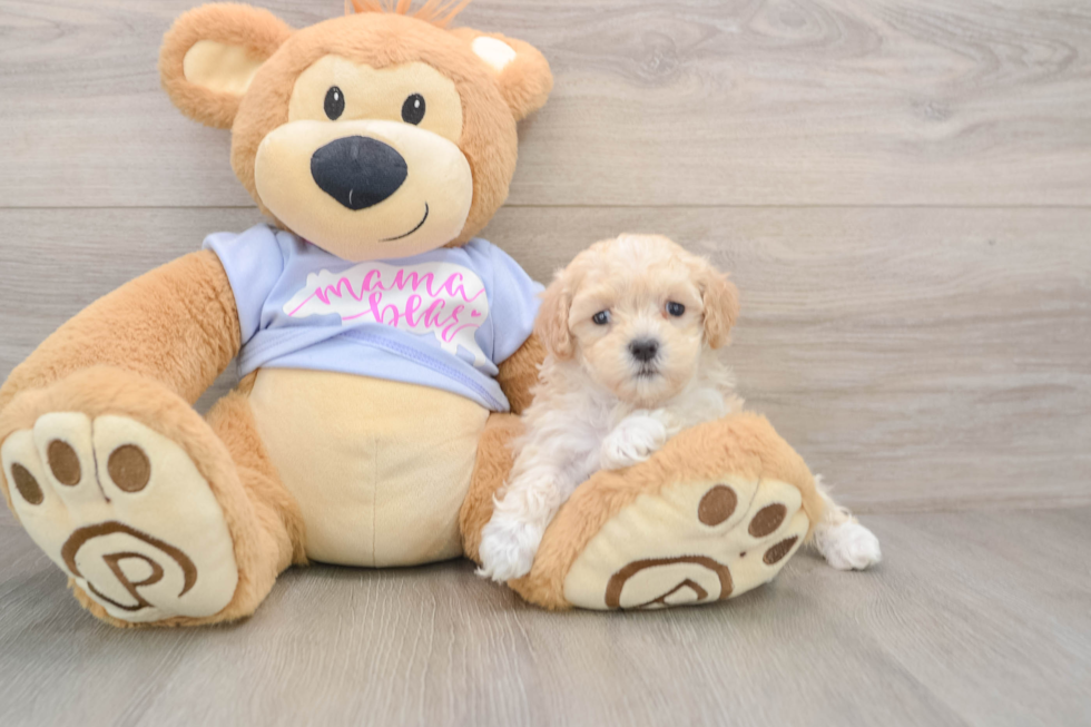 Best Maltipoo Baby