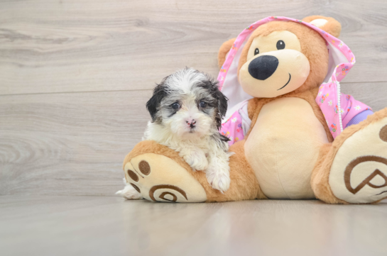 Best Maltipoo Baby