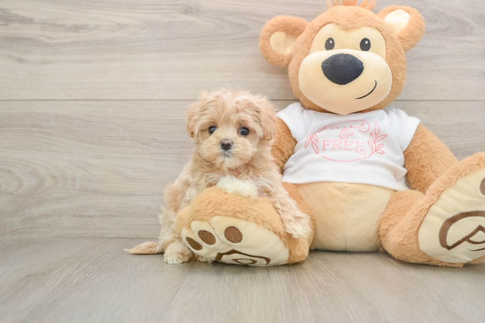 Cute Maltipoo Baby