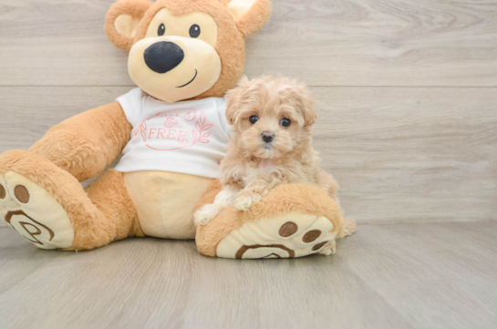 ASPEN, a Maltipoo littermate