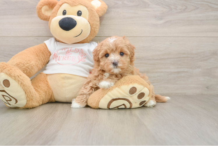 Little Multipoo Poodle Mix Puppy