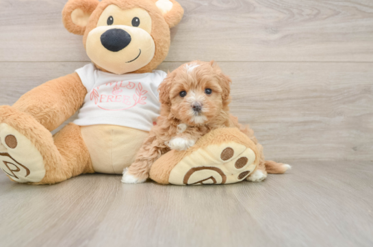 ASPEN, a Maltipoo littermate
