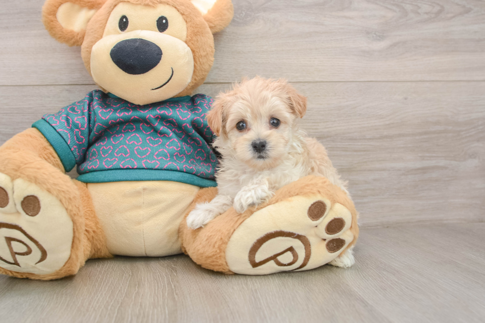 Popular Maltipoo Poodle Mix Pup