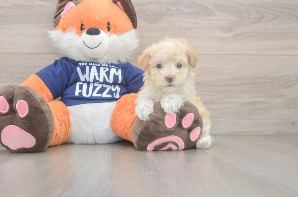 8 week old Maltipoo Puppy For Sale - Windy City Pups