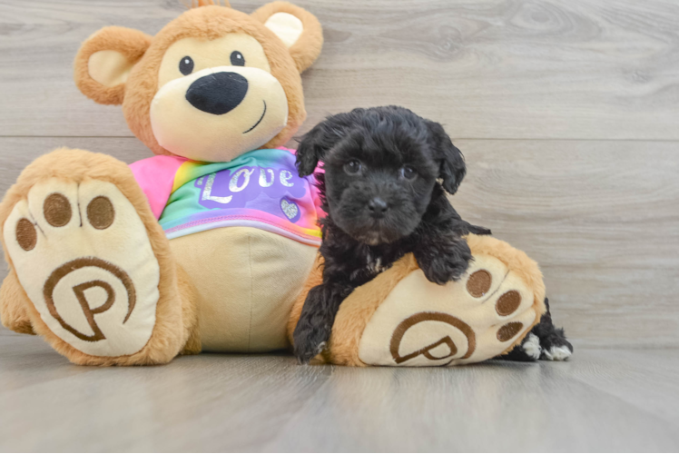 Friendly Maltipoo Baby