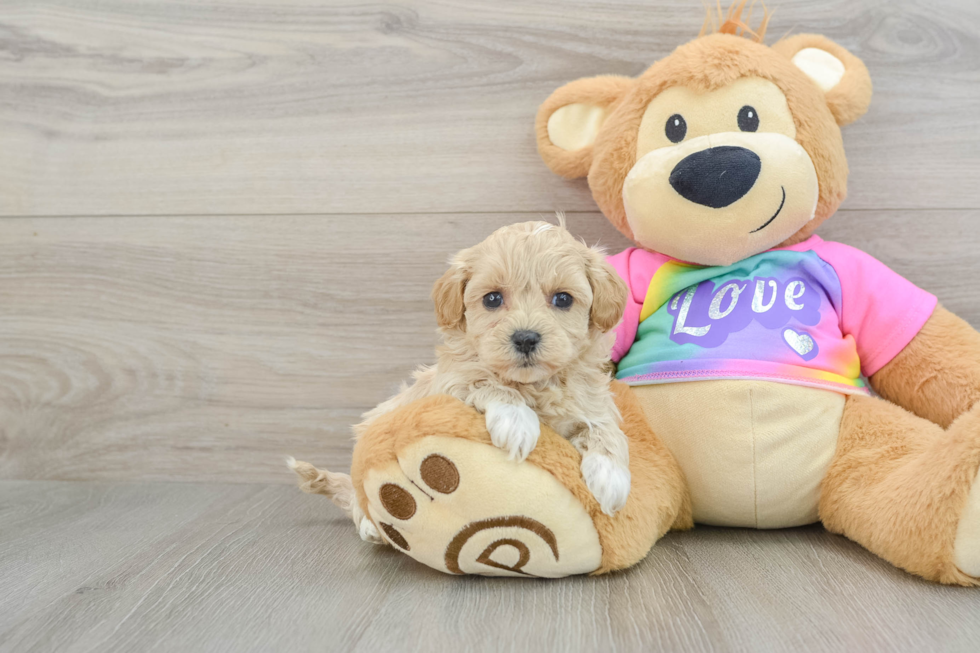 Maltipoo Puppy for Adoption