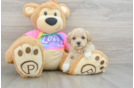 Funny Maltipoo Poodle Mix Pup