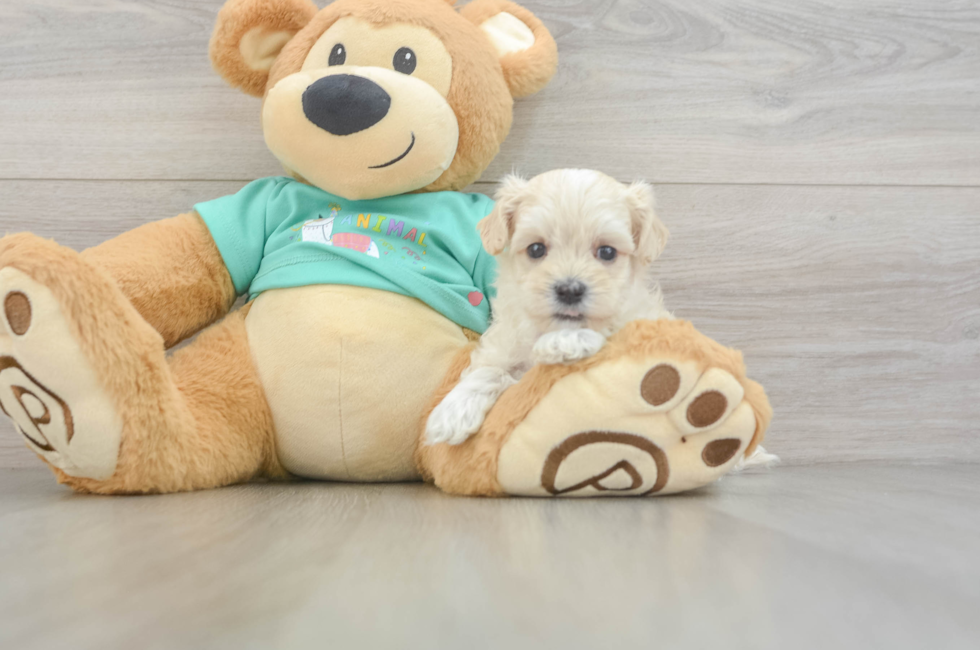 7 week old Maltipoo Puppy For Sale - Windy City Pups