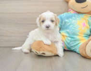 7 week old Maltipoo Puppy For Sale - Windy City Pups