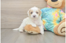 Maltipoo Puppy for Adoption