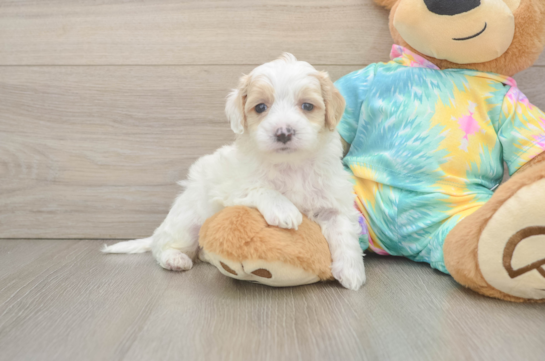 Maltipoo Puppy for Adoption