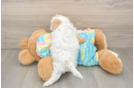 Maltipoo Puppy for Adoption