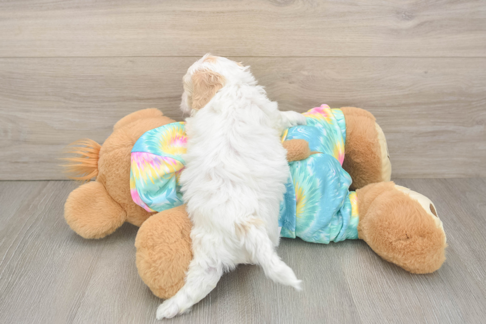Maltipoo Puppy for Adoption