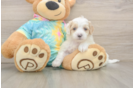 Best Maltipoo Baby
