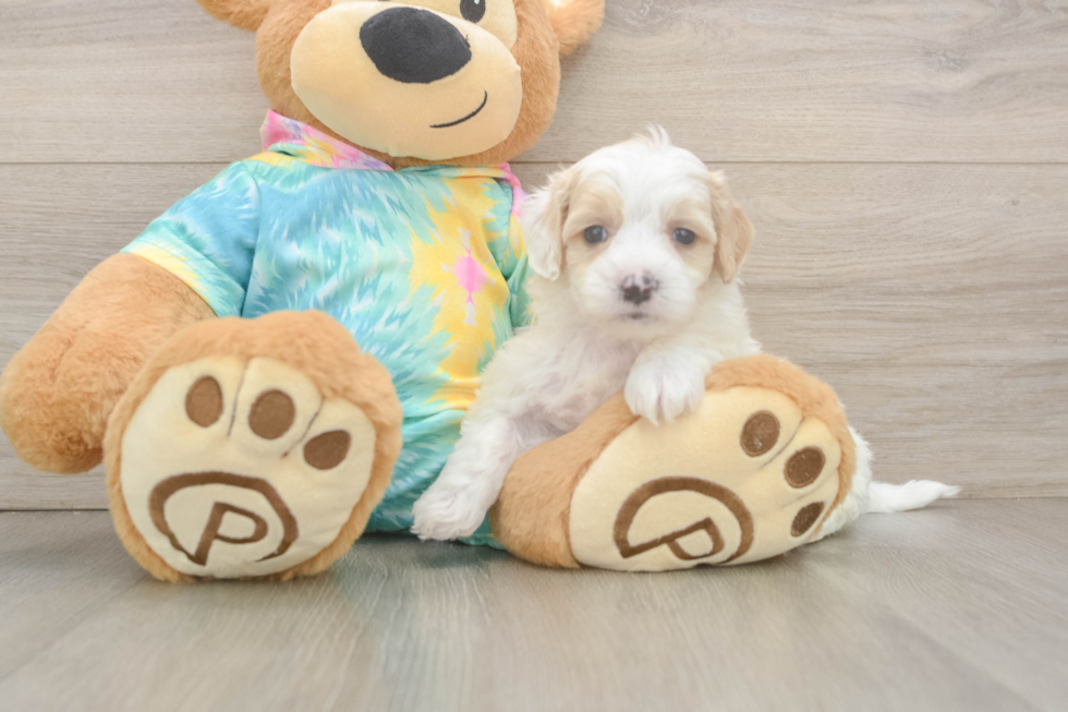 Best Maltipoo Baby