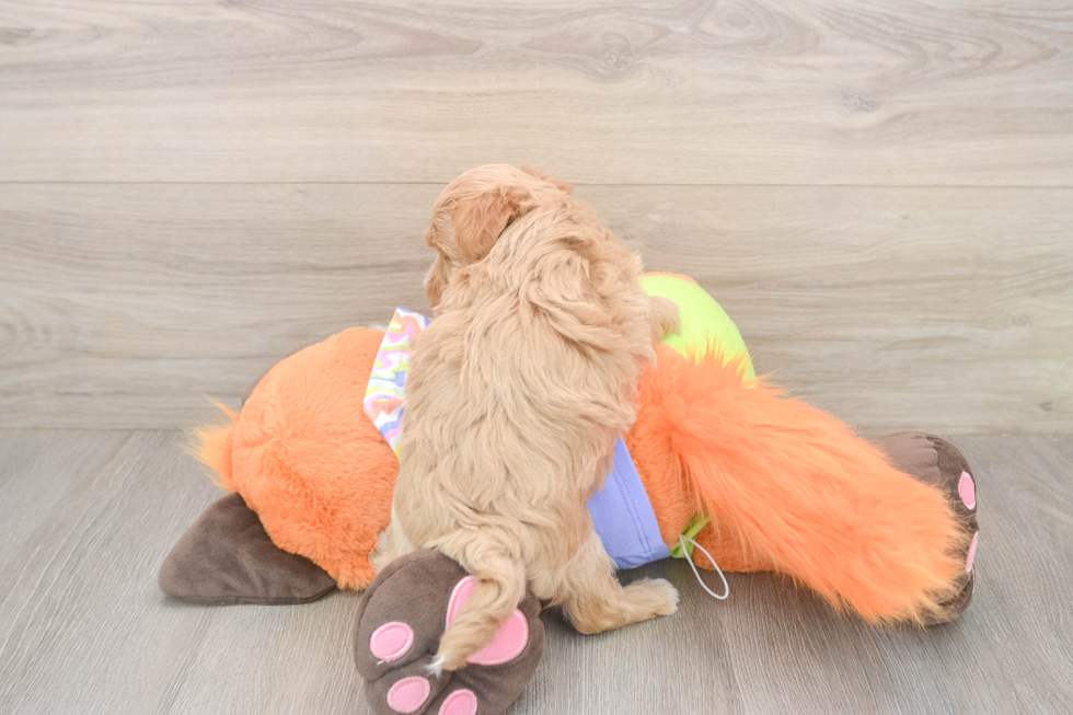 Friendly Maltipoo Baby