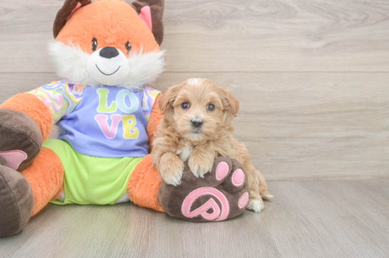 5 week old Maltipoo Puppy For Sale - Windy City Pups Popular Maltipoo Poodle Mix Pup