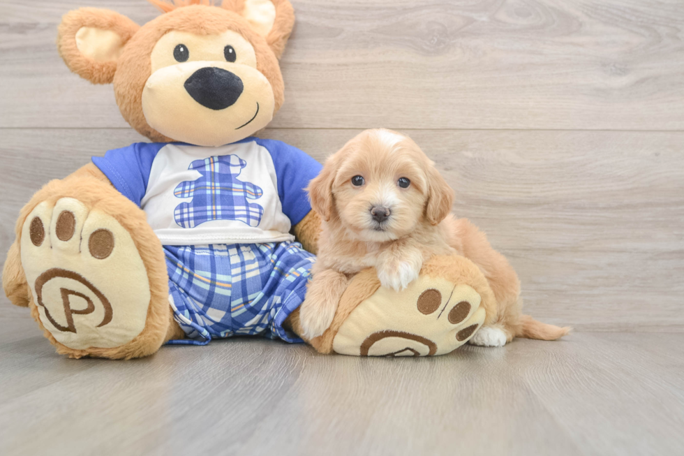 Maltipoo Puppy for Adoption